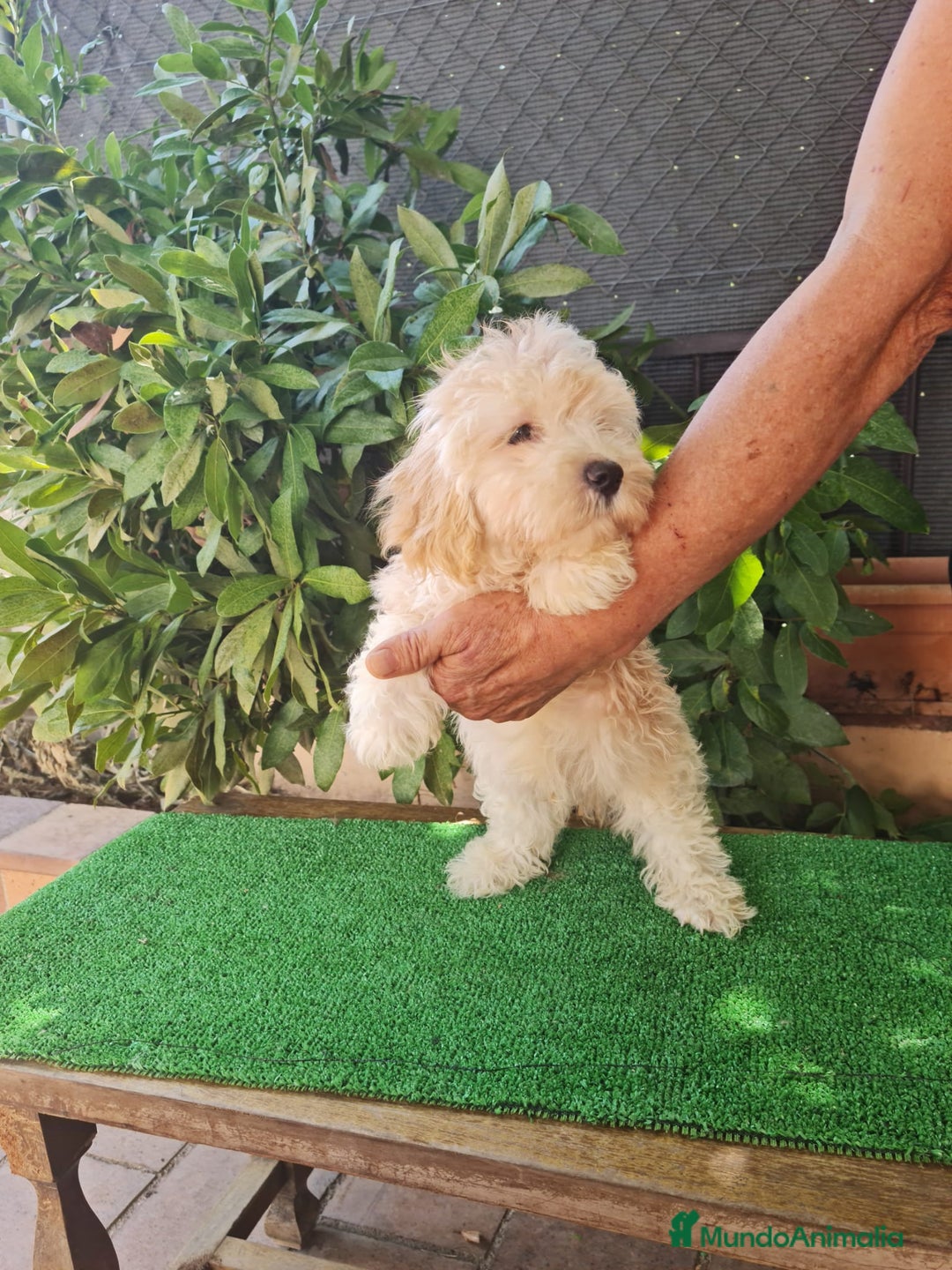 Maltipoo perros en venta: Maltipoo Toy apricot  - Imagen 3