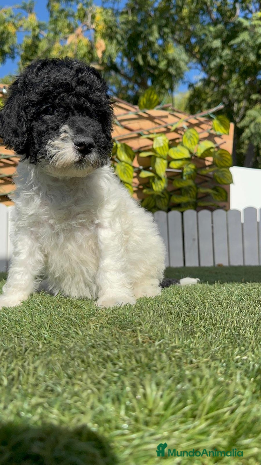 Perro de Agua Español perros en venta: PERRO DE AGUA HEMBRA - Imagen 7