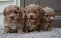 Maltipoo perros en venta: 🍥🐾 Muffi, Mochi & Yuki ✨ - Imagen 1
