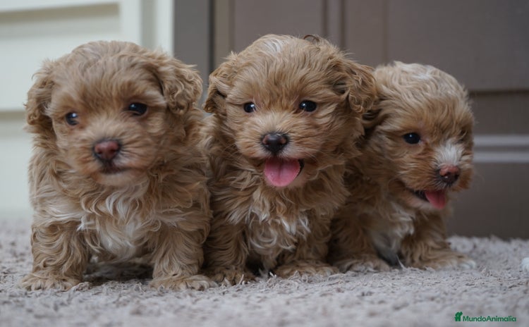 Maltipoo perros - Propaganda 16