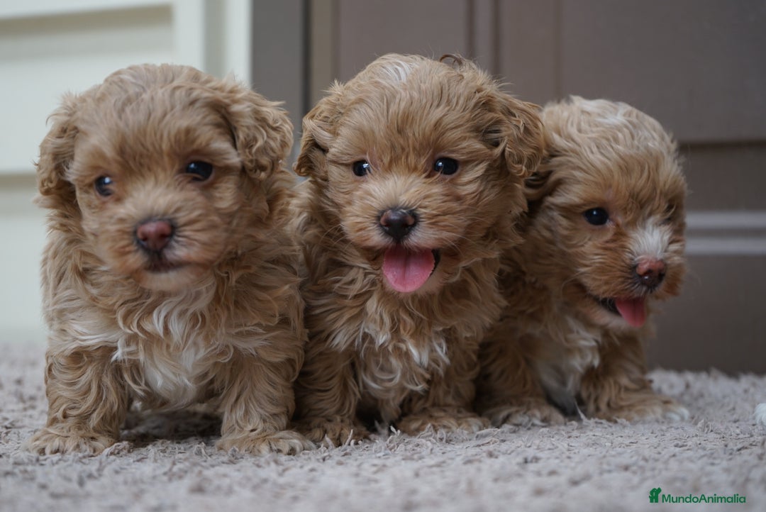 Maltipoo perros en venta: 🍥🐾 Muffi, Mochi & Yuki ✨ - Imagen 1