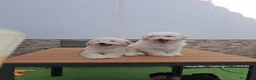Caniche Enano perros en venta: Caniche enano. - Anuncio 7