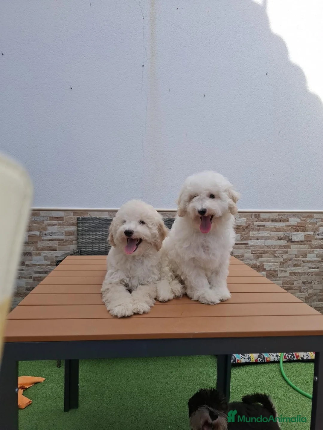 Caniche Enano perros en venta: Caniche enano. - Anuncio 7