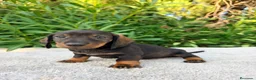 Teckel Miniatura perros en venta: TECKEL MINIATURA NEGRO FUEGO - Anuncio 1