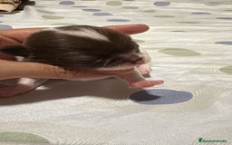 Chihuahua perros en venta: Chihuahua toy rusos - Imagen 8