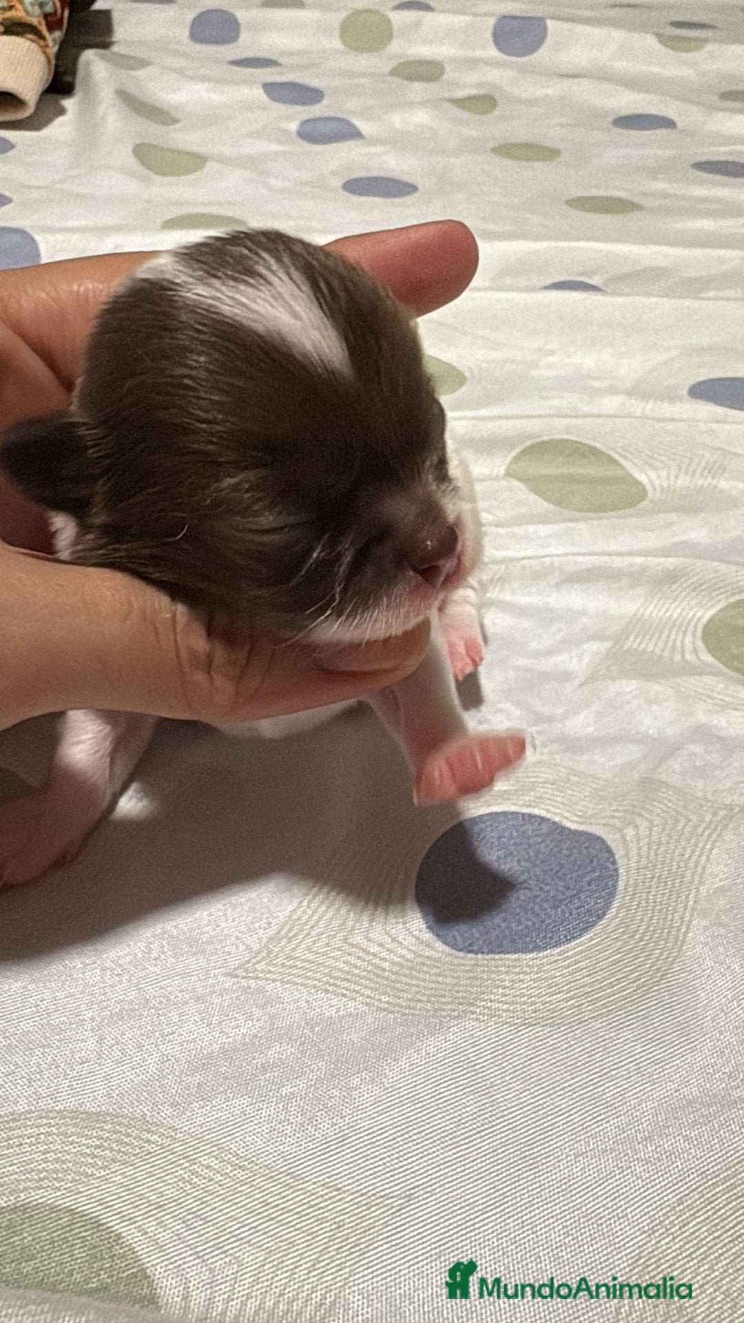 Chihuahua perros en venta: Chihuahua toy rusos - Imagen 8