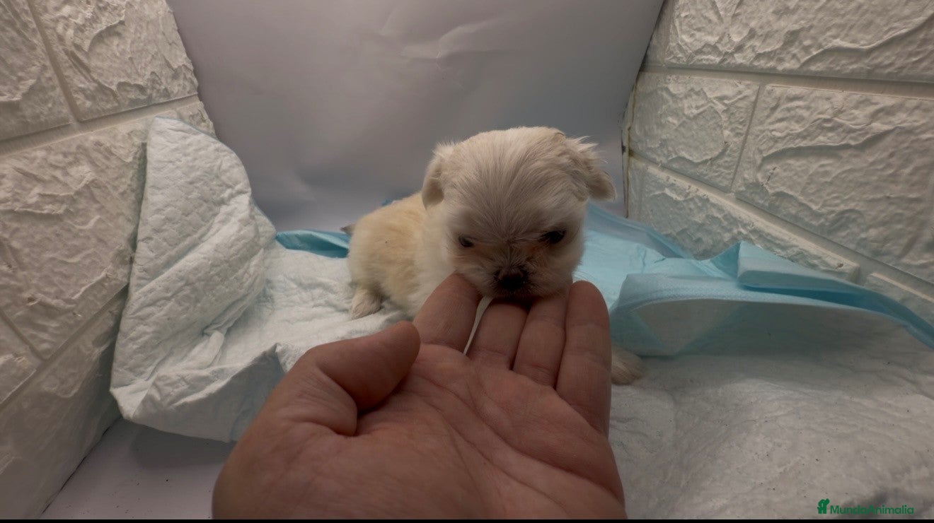 Raza Mixta perros malchis de calidad - Anuncio 1