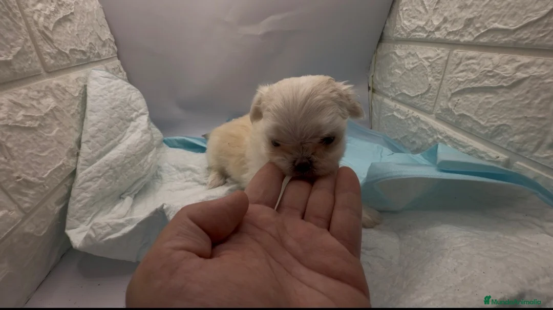 Raza Mixta perros en venta: malchis de calidad - Anuncio 1