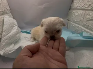 Raza Mixta perros malchis de calidad - Anuncio 1