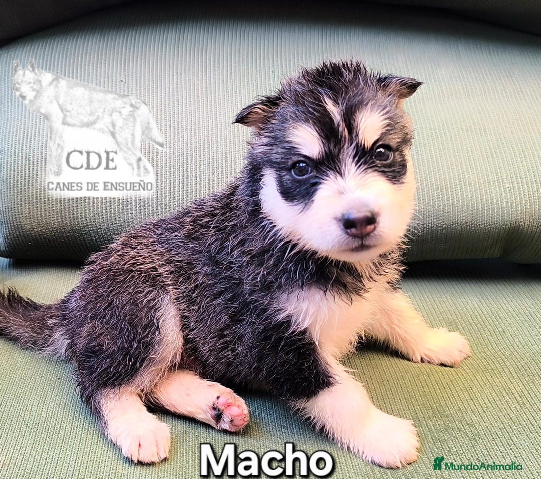 Husky Siberiano perros en venta: Precios husky siberianos - Imagen 2