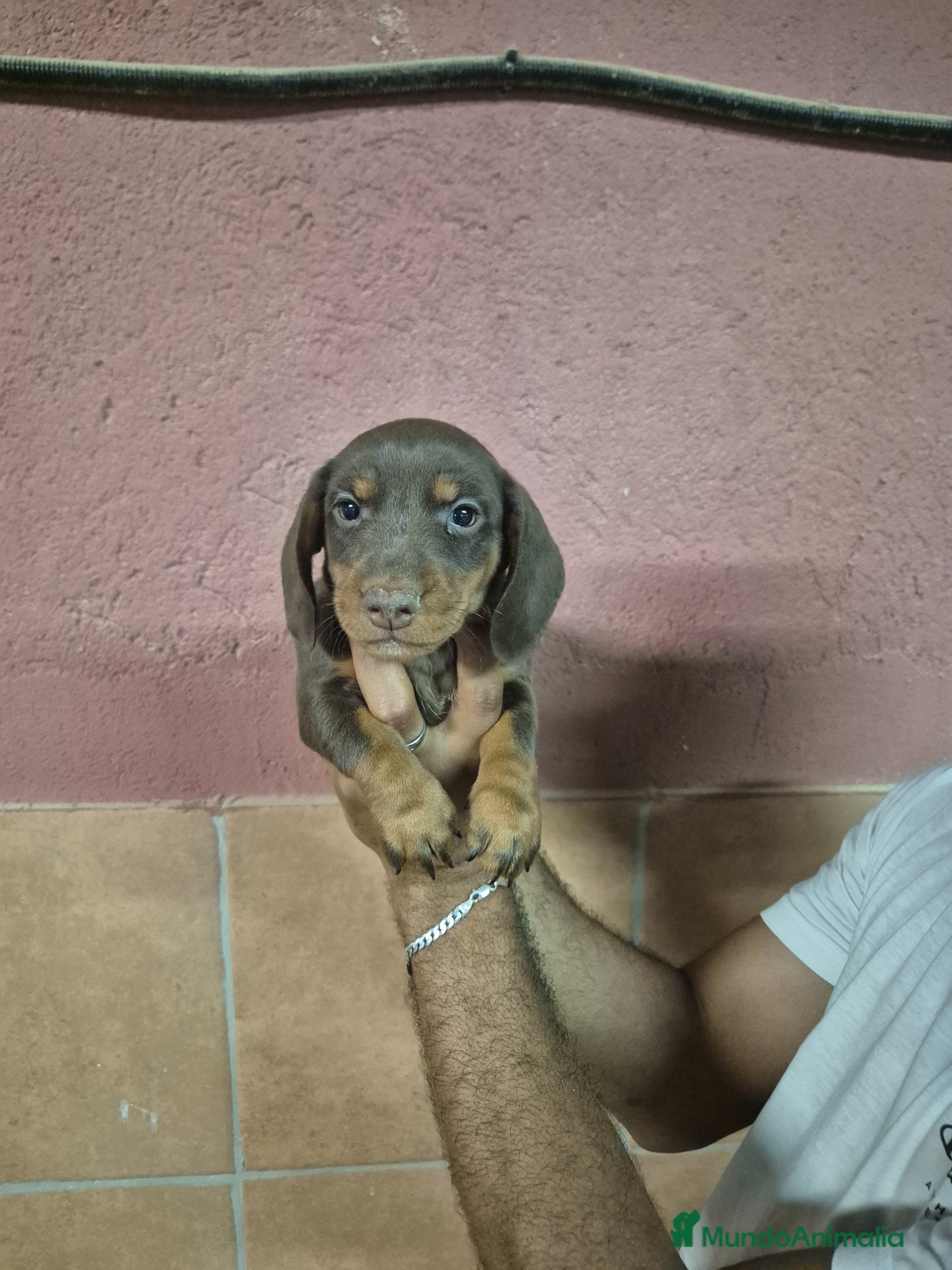 Teckel Miniatura perros Teckel arlequín chocolate y chocolate 🍫  - Anuncio 1