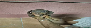 Teckel Miniatura Cachorro 3