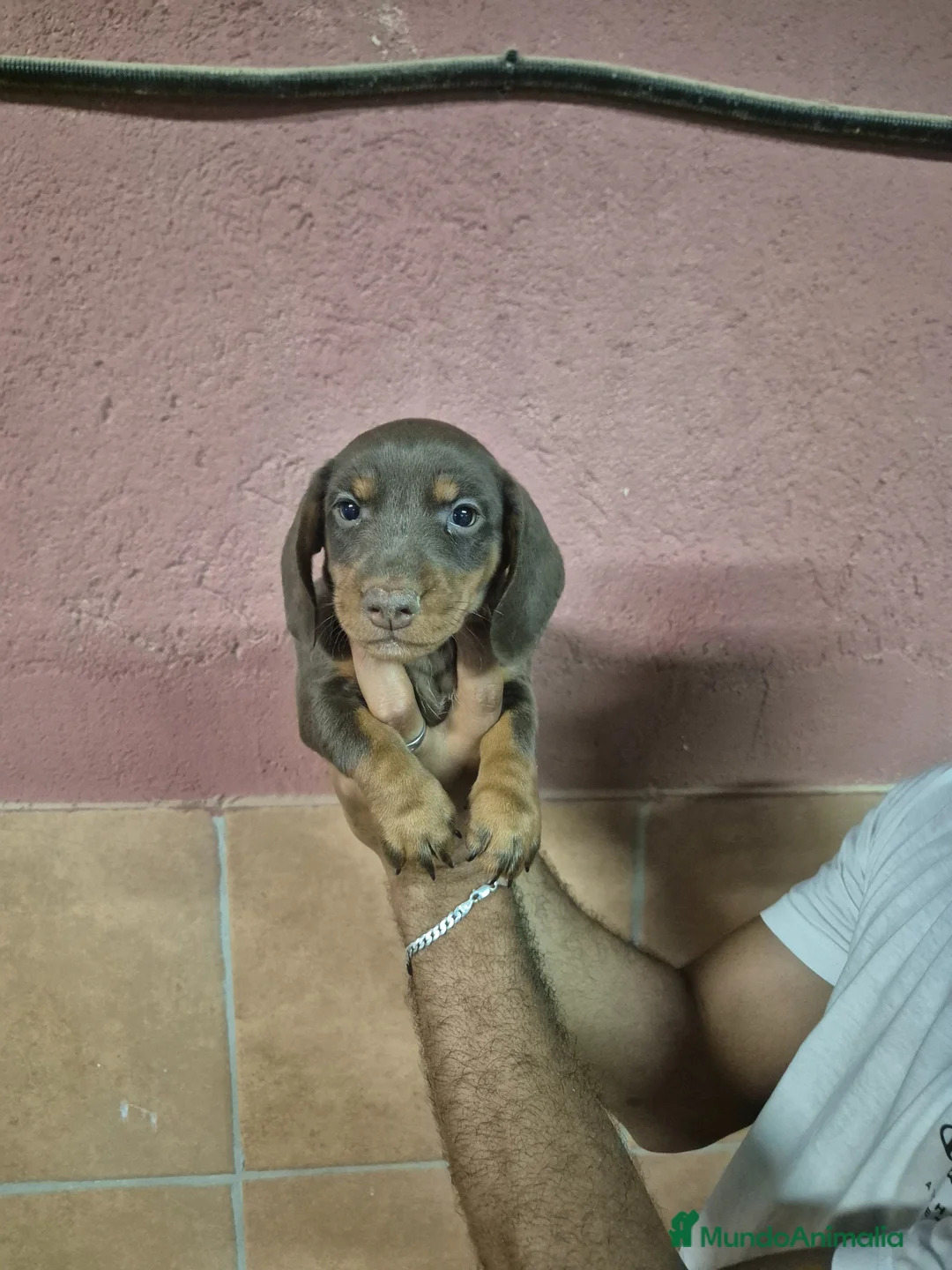 Teckel Miniatura perros en venta: Teckel arlequín chocolate y chocolate 🍫  en Girona - Anuncio 1