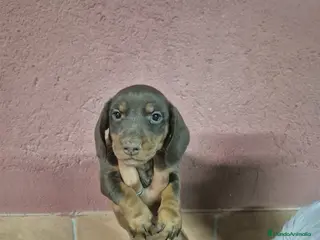 Teckel Miniatura perros Teckel arlequín chocolate y chocolate 🍫 - Anuncio 1