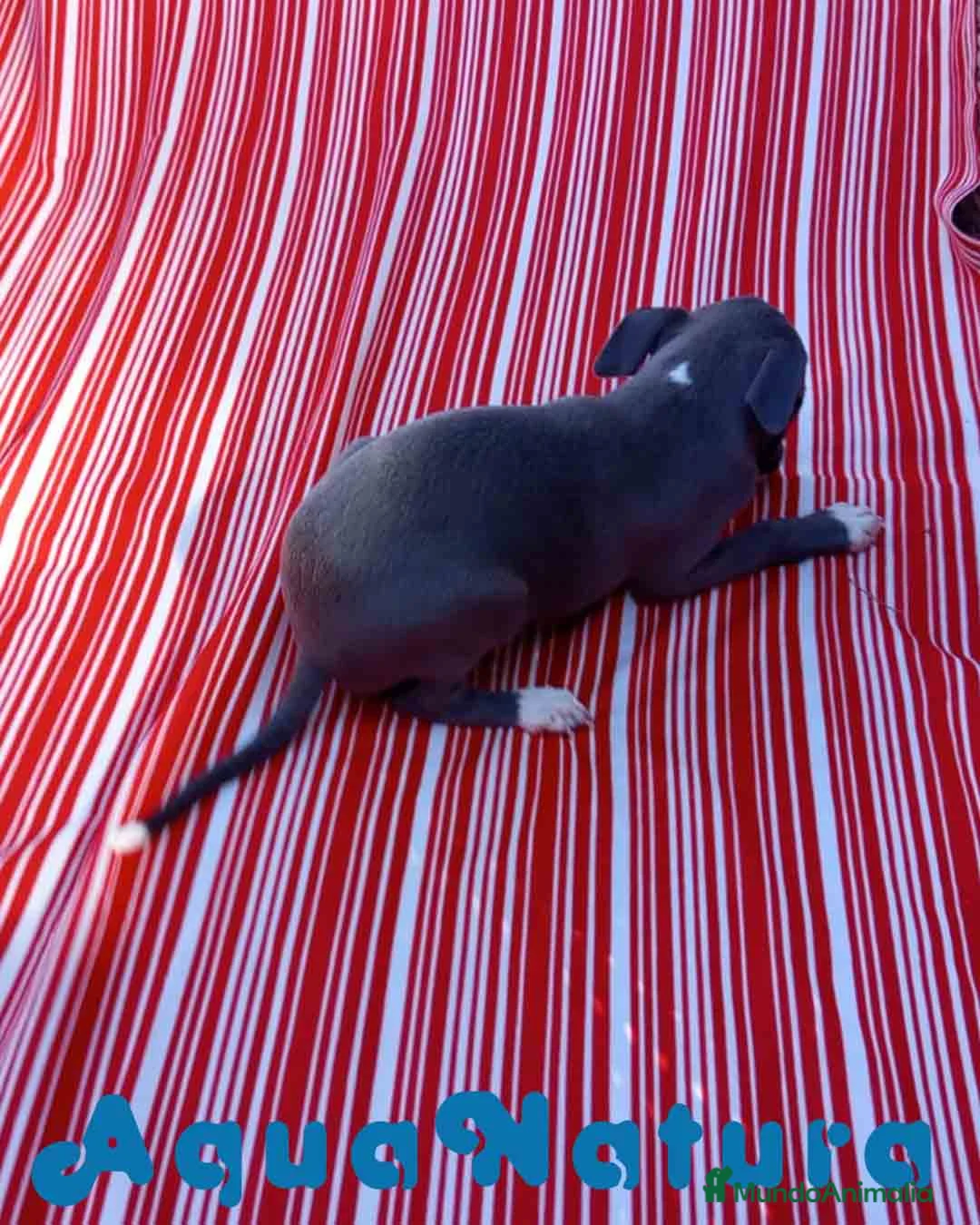 Pequeño Lebrel Italiano perros en venta: Lebrel Italiano Hembra 5 de AB y Omega AQUANATURA - Anuncio 9