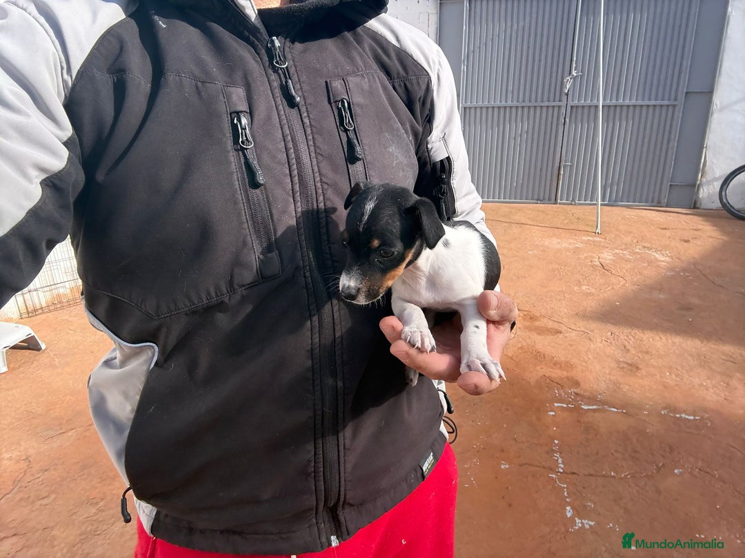Jack Russell Terrier perros en venta: Jack Russell nueva camada  - Anuncio 7