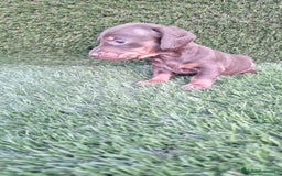 Teckel perros en venta: Teckel Chocolate Mini - Imagen 2