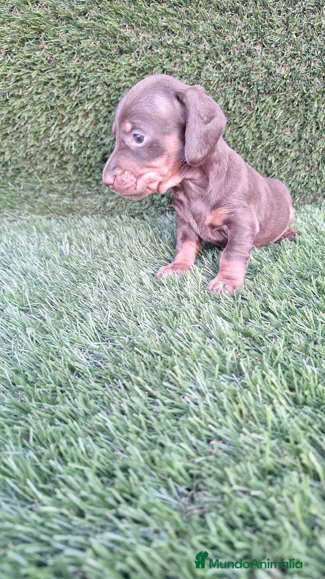 Teckel perros en venta: Teckel Chocolate Mini - Imagen 2