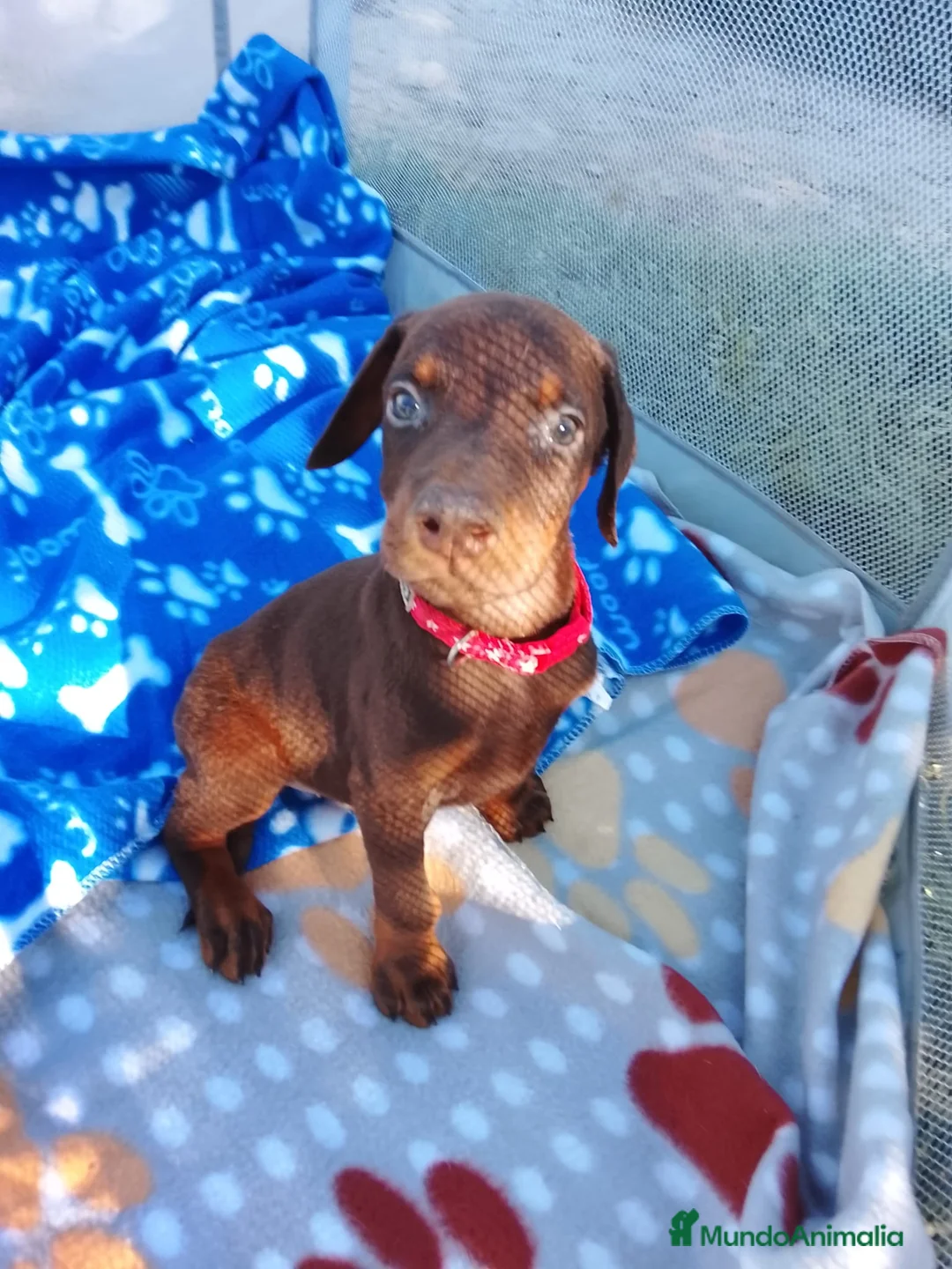 Dobermann perros en venta: Doberman chocolate y negro europeo  en Málaga - Anuncio 2