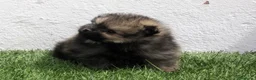 Pomerania perros en venta: Pomerania  - Anuncio 6