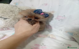 Pomerania perros en venta: ‼️POMERANIAS TAMAÑO TOY - Imagen 3