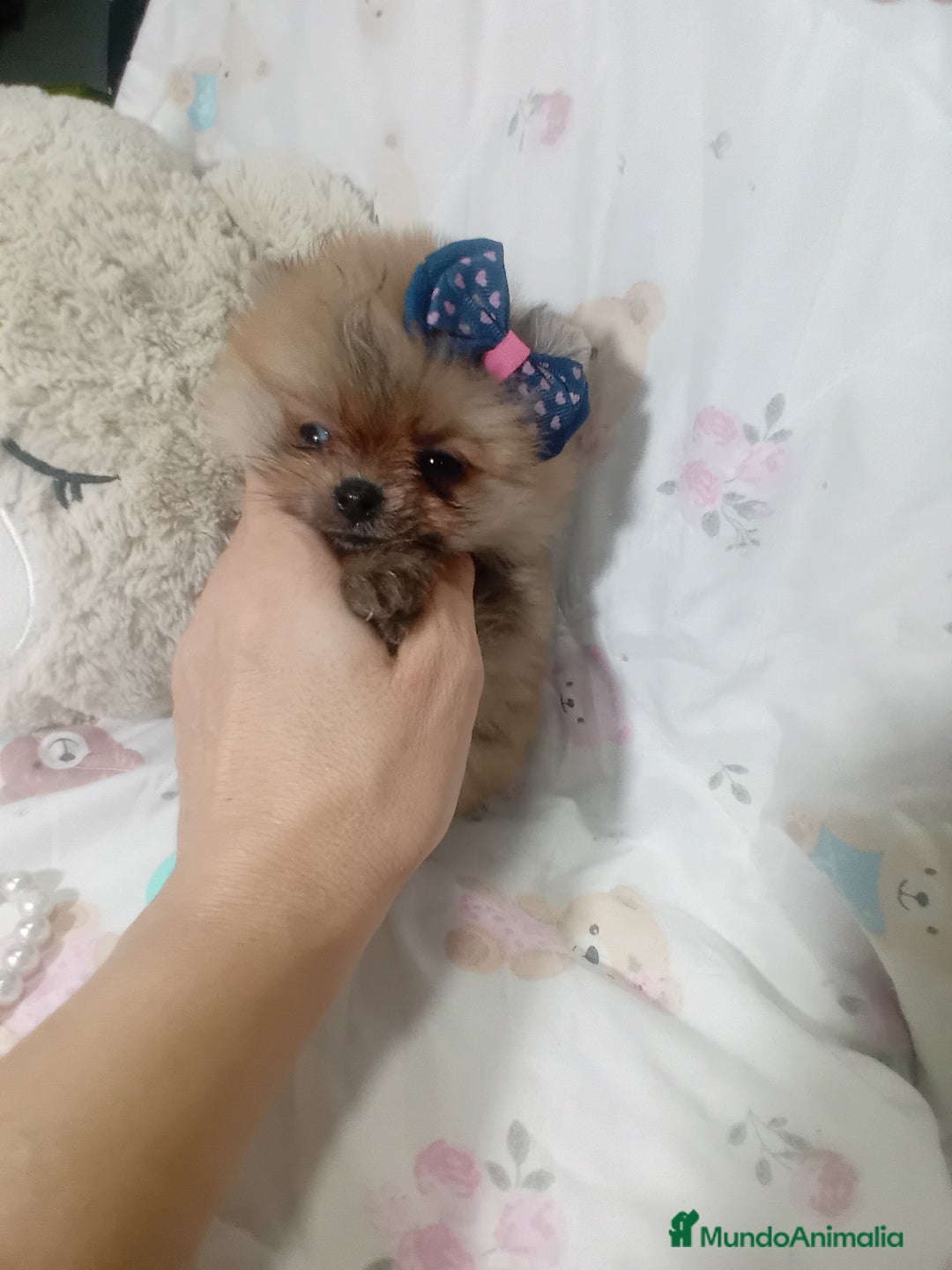 Pomerania perros en venta: ‼️POMERANIAS TAMAÑO TOY - Imagen 3