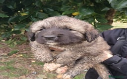 Pastor del Cáucaso perros en venta: Pastor del Cáucaso  - Imagen 3