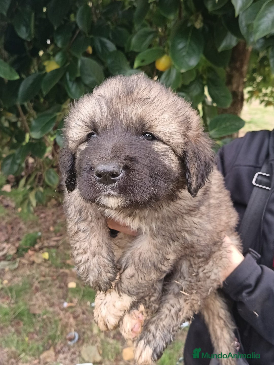 Pastor del Cáucaso perros en venta: Pastor del Cáucaso  - Imagen 3