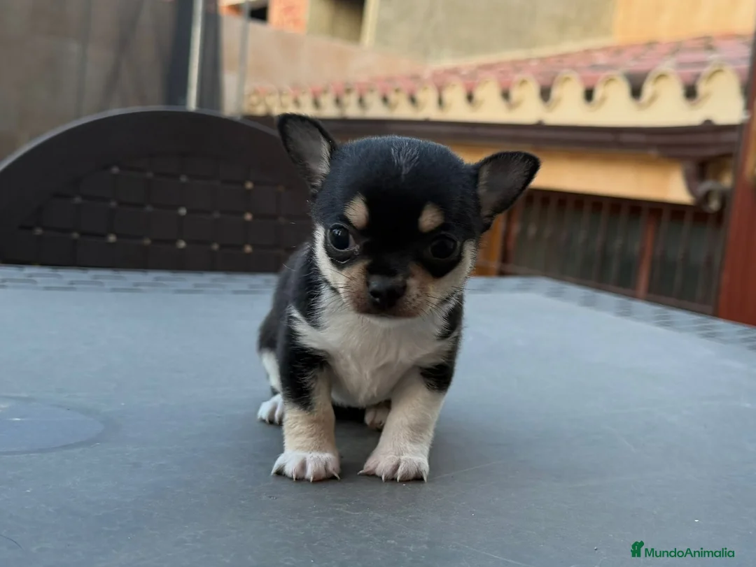 Chihuahua perros en venta: Camada Chihuahua  - Anuncio 9