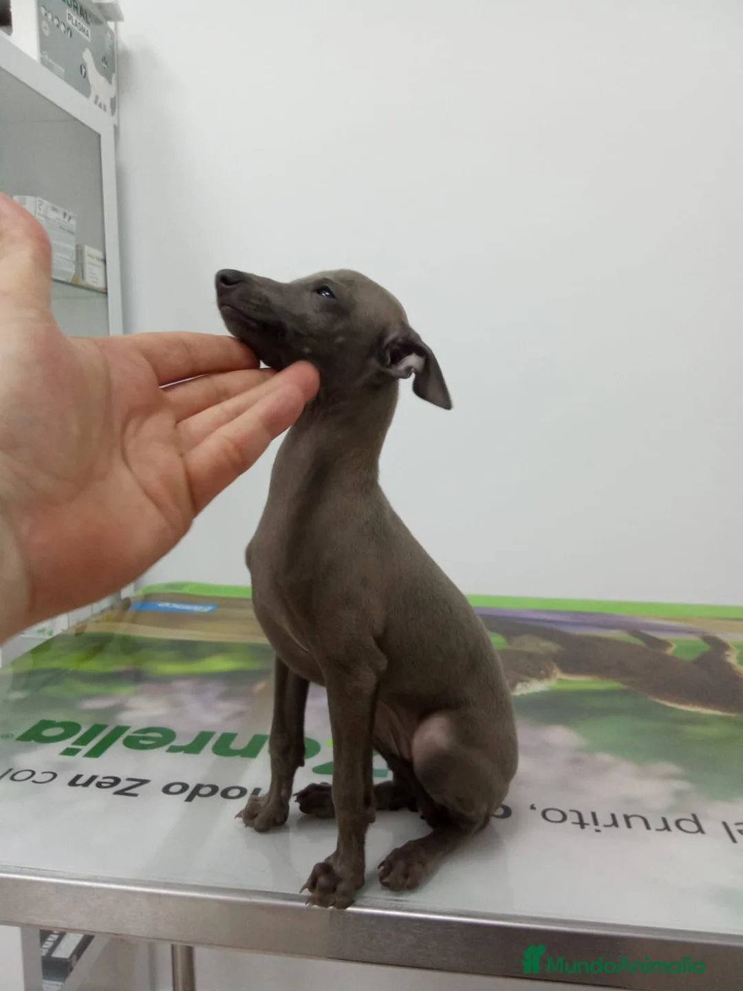 Pequeño Lebrel Italiano perros en venta: PICCOLO ITALIANO - Anuncio 4