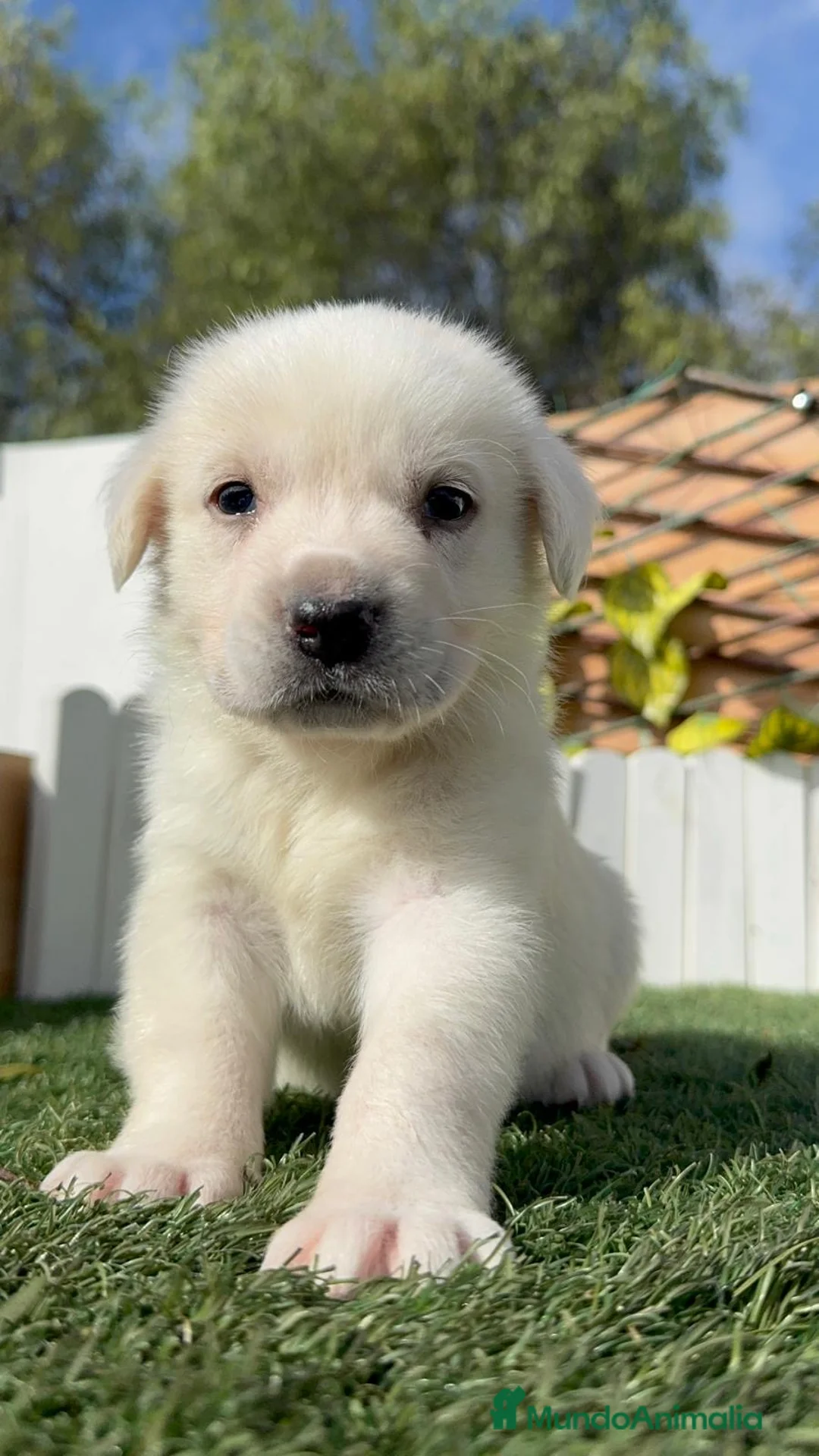 Mastín Español perros en venta: MASTIN ESPAÑOL HEMBRA - Anuncio 7