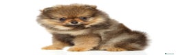 Pomerania perros en venta: Pomerania toy  - Anuncio 2