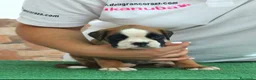 Boxer perros en venta: Cachorros boxer de alta selección  - Anuncio 4