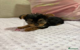 Yorkshire Terrier perros en venta: Yorkshire toy - Imagen 23