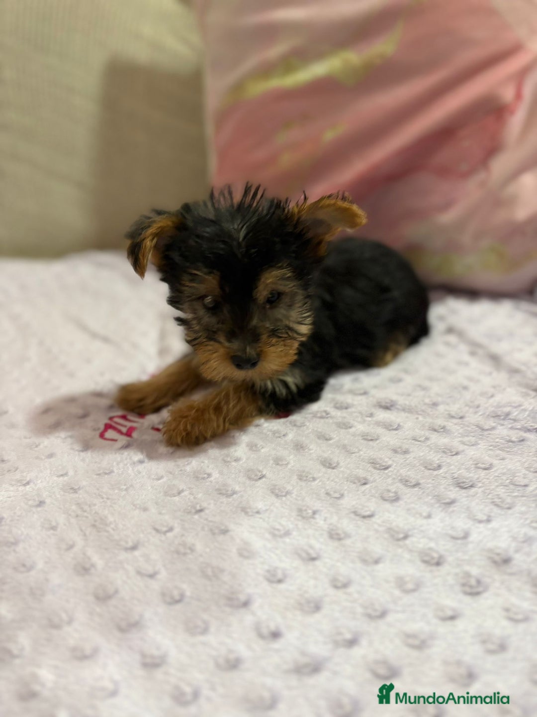 Yorkshire Terrier perros en venta: Yorkshire toy - Imagen 23