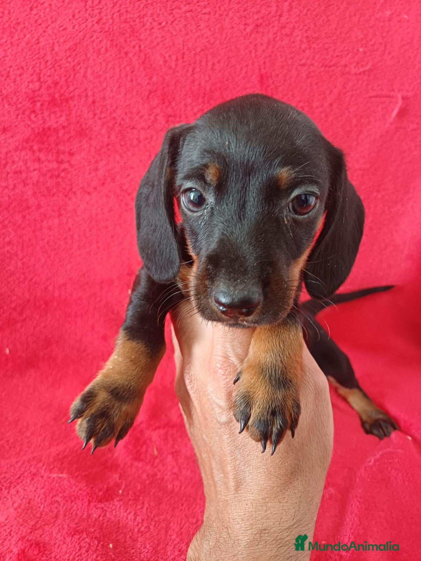 Teckel Miniatura perros Teckel Negro y Fuego  - Anuncio 2