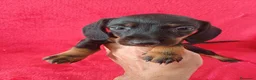 Teckel Miniatura perros en venta: Teckel Negro y Fuego  - Anuncio 1