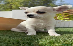 Chihuahua perros en venta: CHIHUAHUA MACHO - Imagen 8