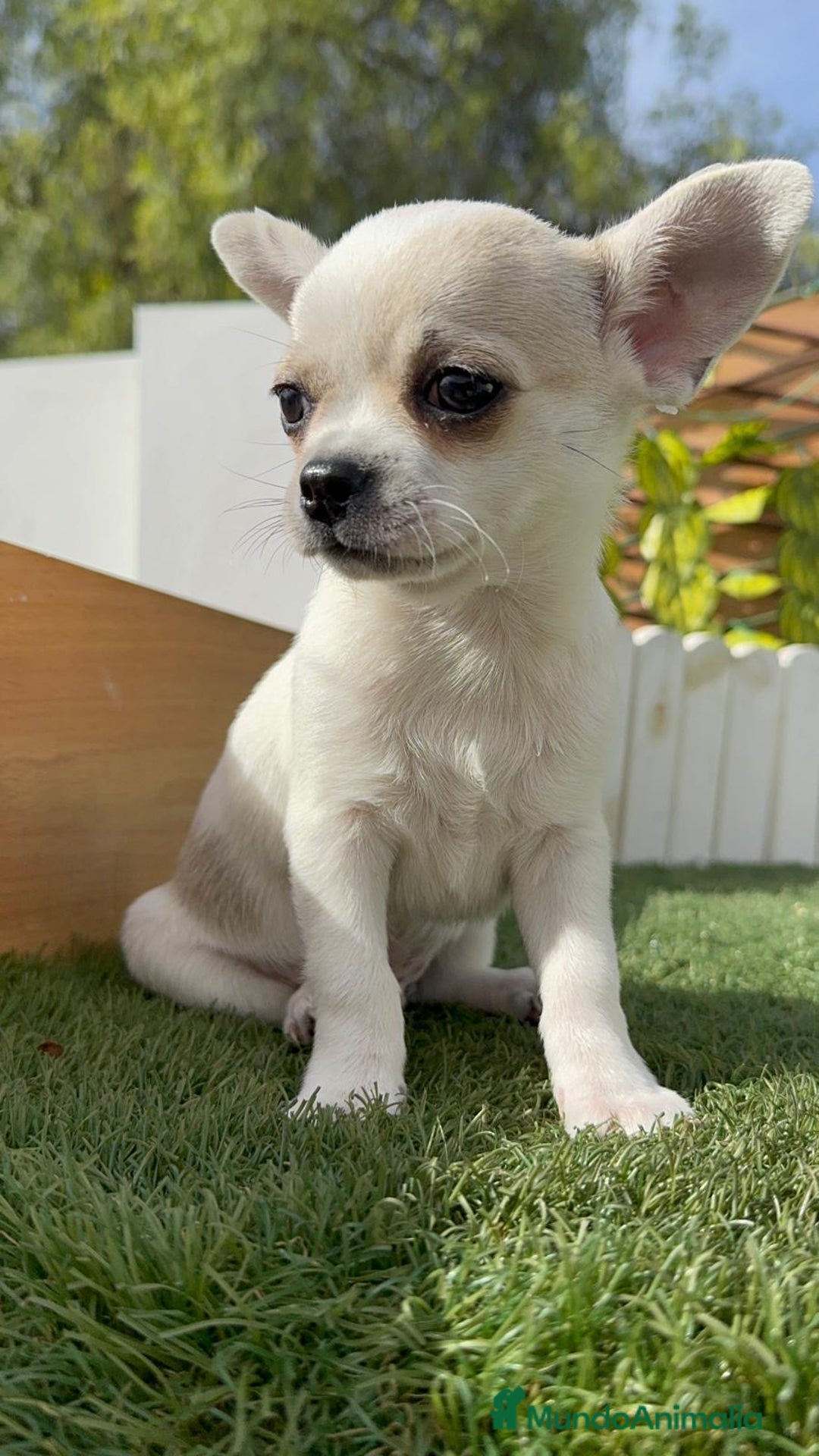 Chihuahua perros en venta: CHIHUAHUA MACHO - Imagen 8