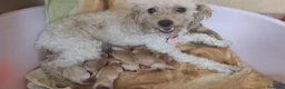 Caniche Toy perros en venta: Caniche toy 🧡 listo para entregar - Anuncio 14