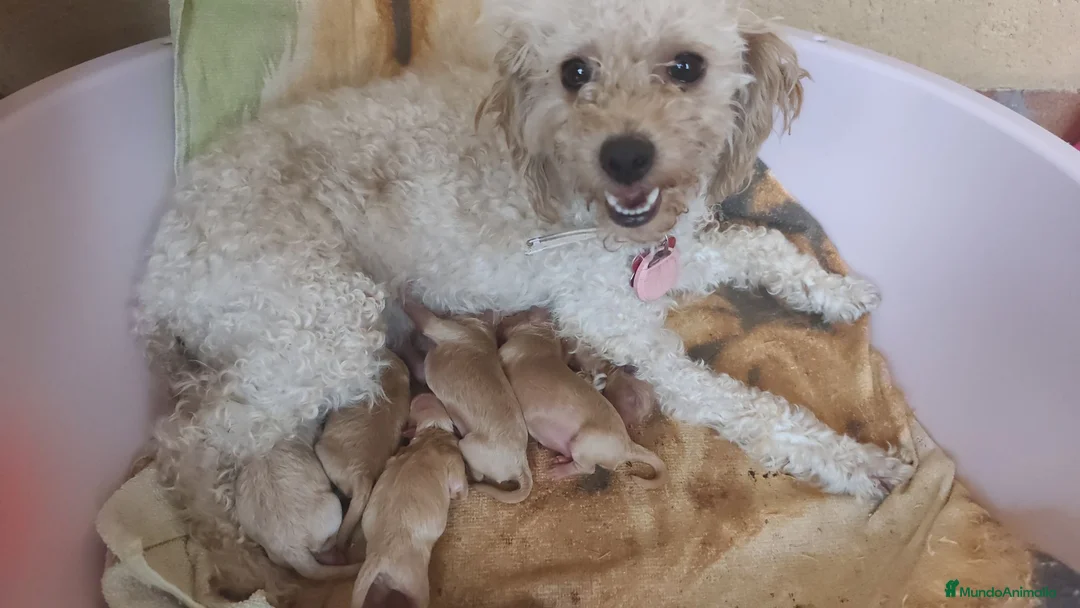 Caniche Toy perros en venta: Caniche toy 🧡 listo para entregar - Anuncio 14