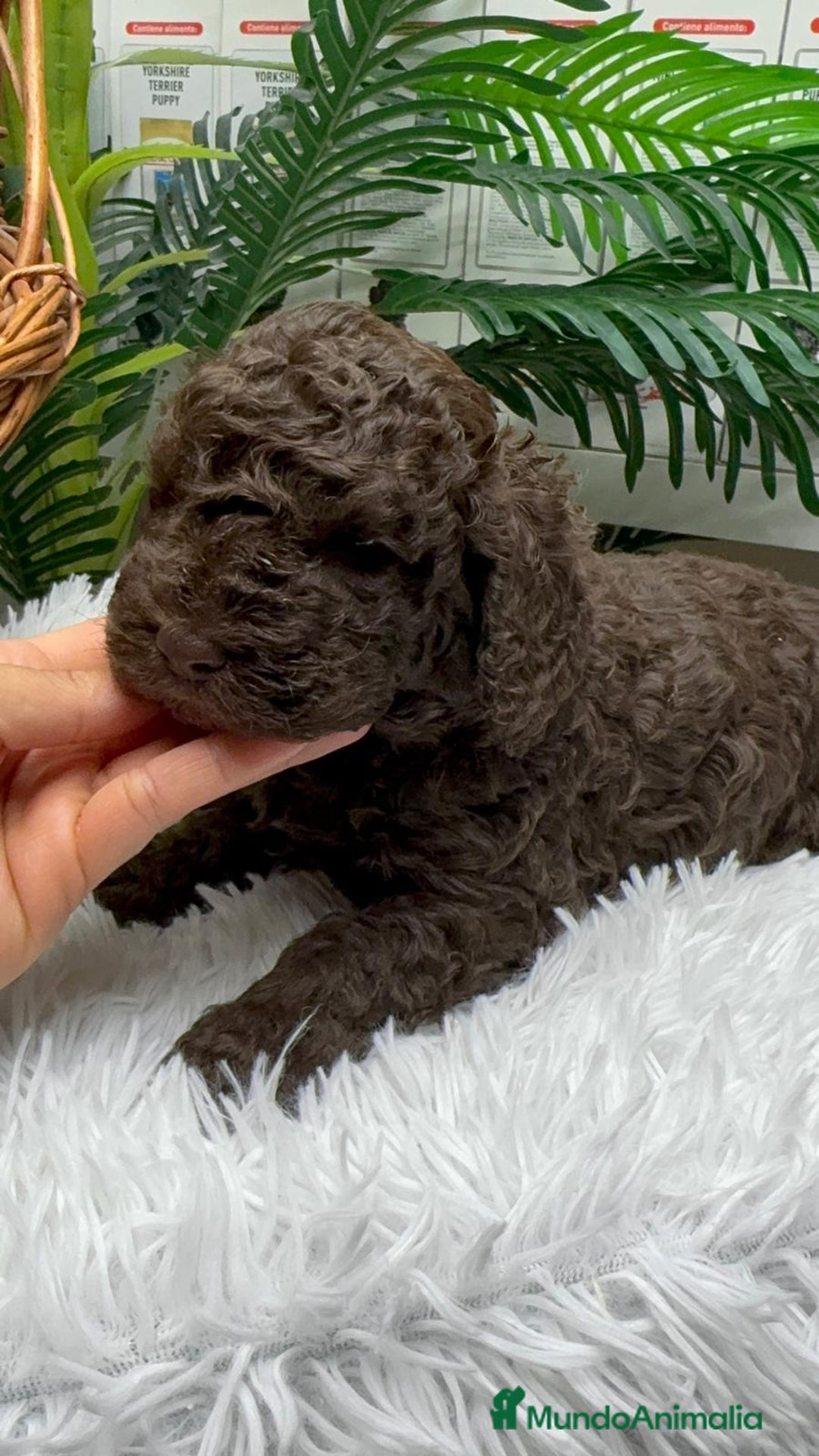 Perro de Agua Español perros en venta: PERRO DE AGUA ESPAÑOL MACHO - Anuncio 1