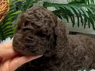 Perro de Agua Español perros PERRO DE AGUA ESPAÑOL MACHO - Anuncio 35