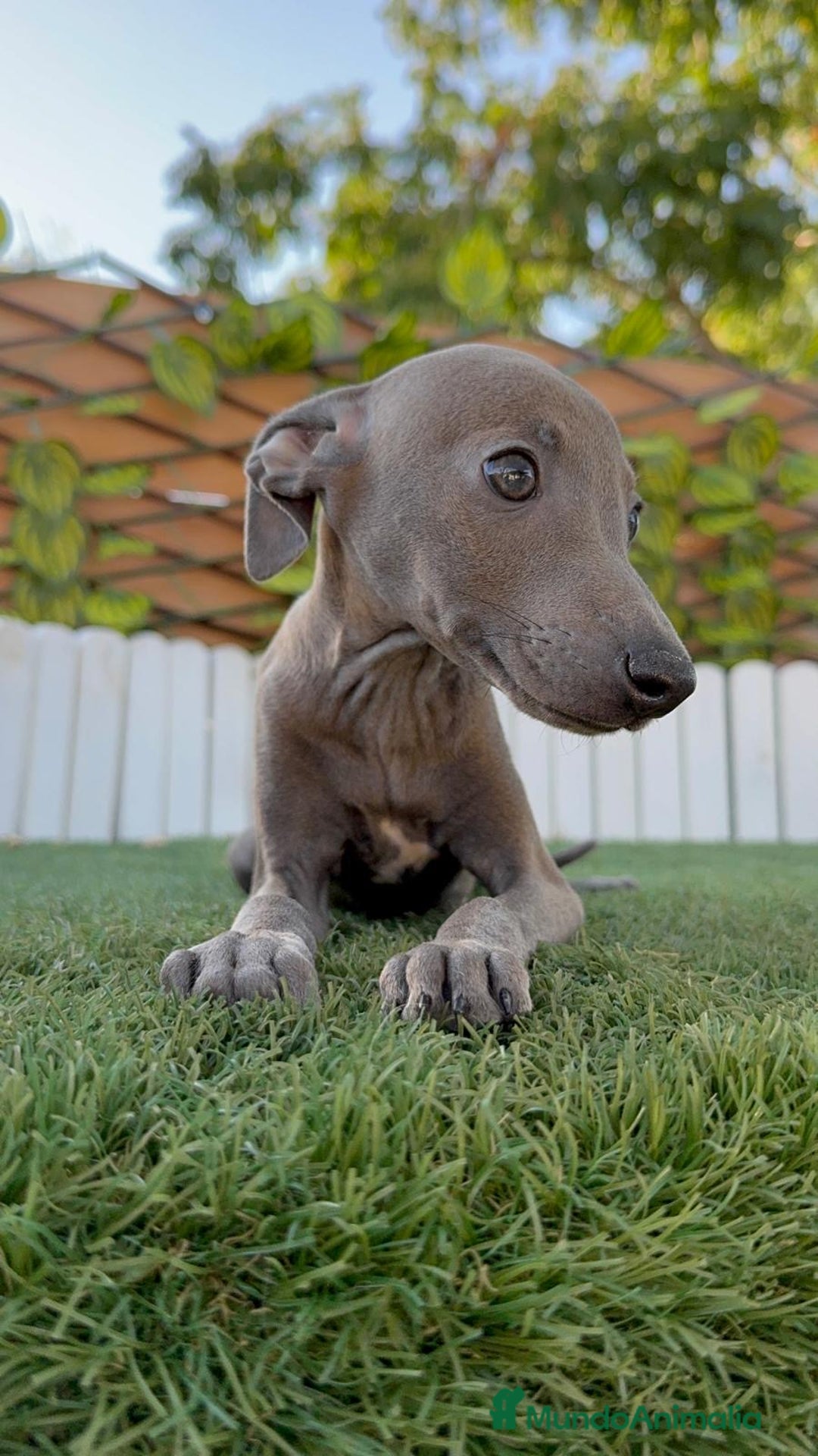 Pequeño Lebrel Italiano perros en venta: PICCOLO BLUE - Imagen 2