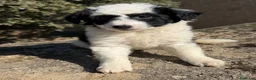 Raza Mixta perros en venta: Preciosos cachorros Aussiedoodle  - Anuncio 2