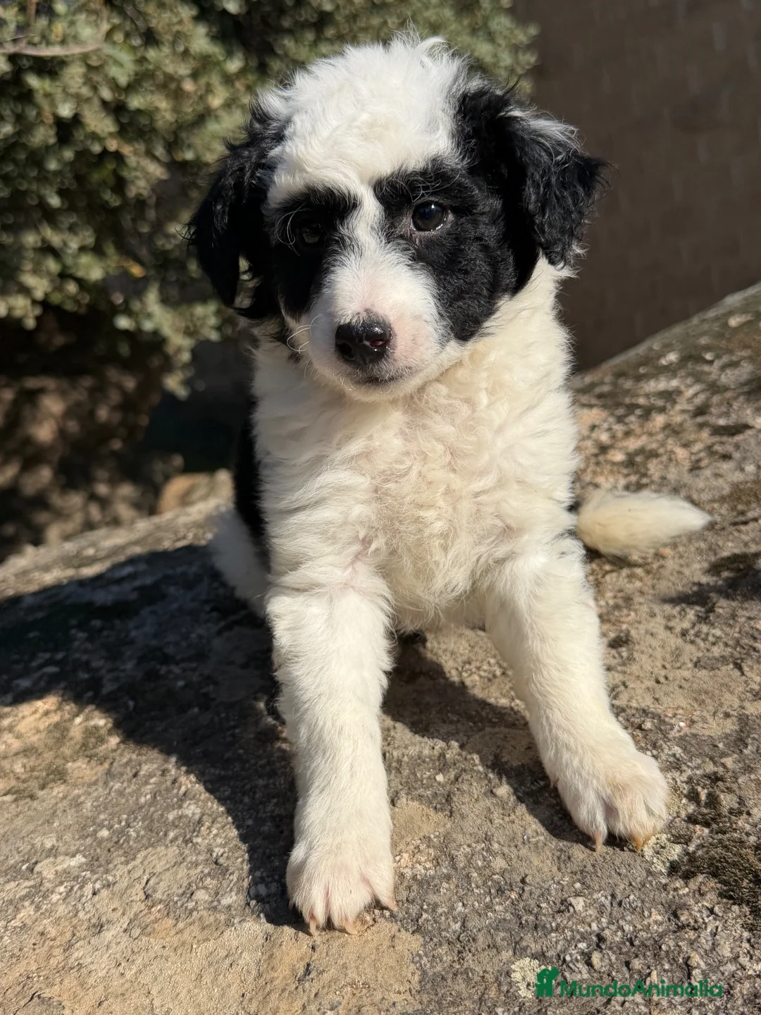 Raza Mixta perros en venta: Preciosos cachorros Aussiedoodle  - Anuncio 2