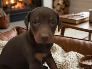 Dobermann perros Último Doberman chocolate disponible para entregar - Anuncio 4