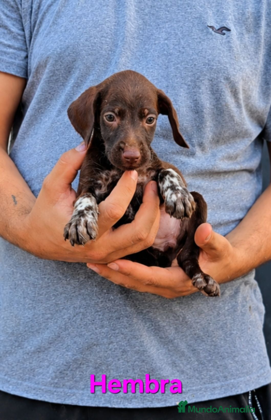 Braco Alemán de Pelo Corto perros Camada bracos alemanes - Anuncio 6