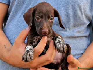 Braco Alemán de Pelo Corto perros Camada bracos alemanes - Anuncio 6