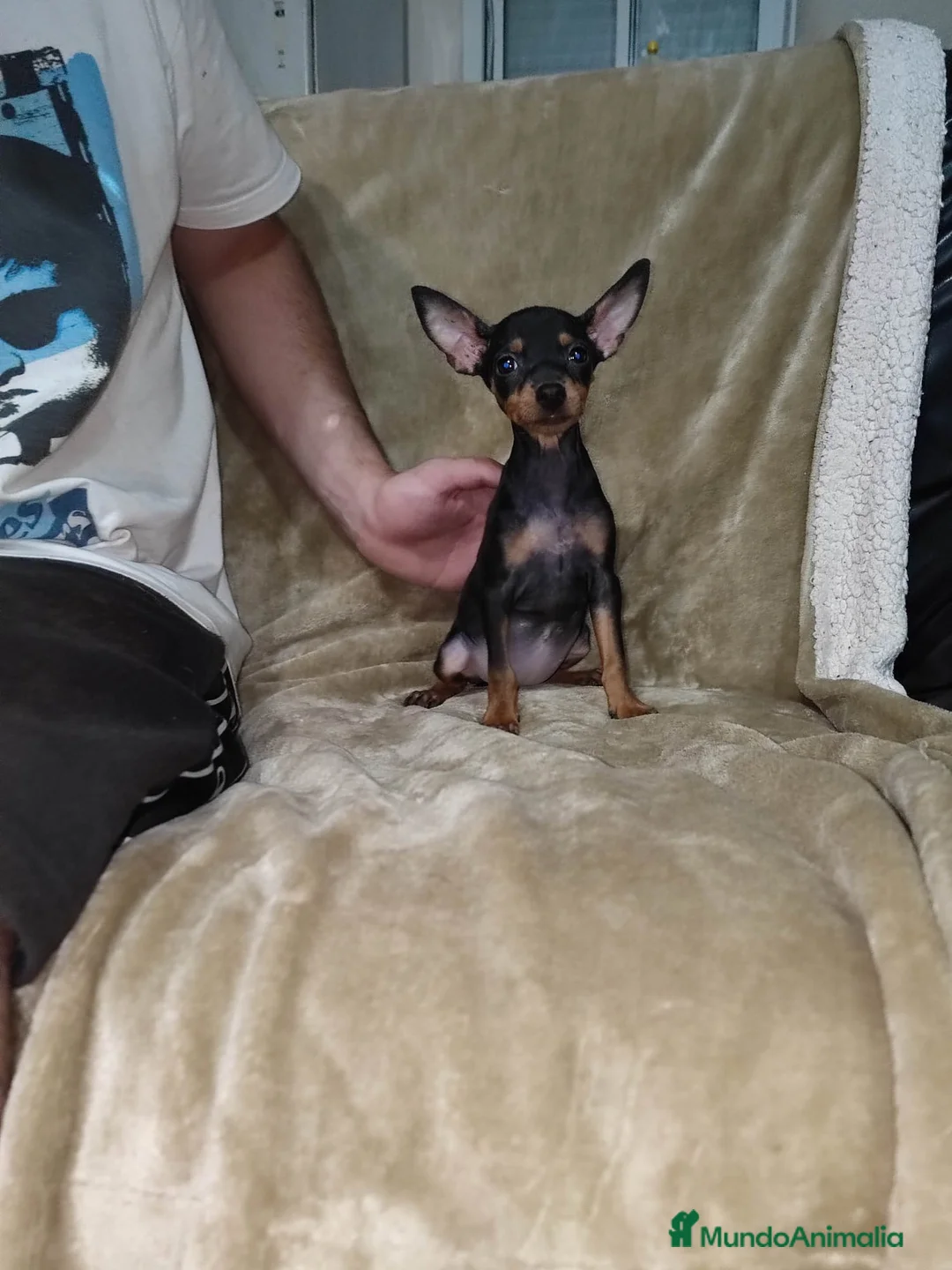 Pinscher Miniatura perros en venta: Pinscher miniatura negro fuego🐶🐾 - Anuncio 1